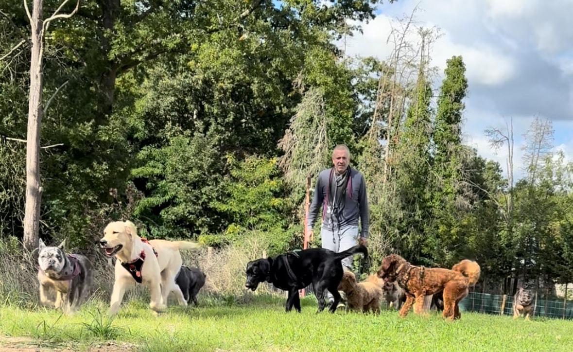 Dan with dogs at The Wizard of Dogs daycare
